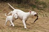 DOGUE ARGENTIN 240